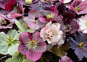 Mixed colour Hellebore flowers floating on water, photographed from above. Hellebores are winter flowering plants.