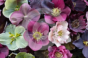 Mixed colour Hellebore flowers floating on water, photographed from above. Hellebores are winter flowering plants.