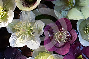Mixed colour Hellebore flowers floating on water, photographed from above. Hellebores are winter flowering plants.