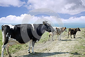 Mixed cows on the kerry coast