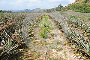 Mixed cultivation rubber tree with pineapple (ananas comosus)