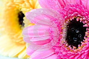 Mixed daisy flowers