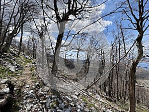 Mixed deciduous mountain forest several years after a devastating fire - Velebit Nature Park, Croatia photo