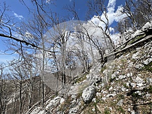 Mixed deciduous mountain forest several years after a devastating fire - Velebit Nature Park, Croatia photo