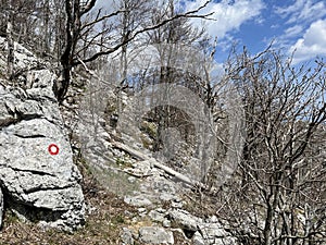 Mixed deciduous mountain forest several years after a devastating fire - Velebit Nature Park, Croatia photo