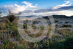 Mixed desert wildflowers in Joshua Tree National Park at sunset during the California super bloom