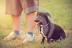 Mixed dog with owner