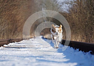 A  mixed dog runs on empty snow-covered train tracks