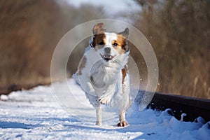 A  mixed dog runs on empty snow-covered train tracks