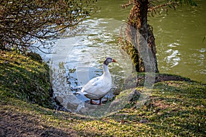 Mixed Domestic goose with white body and gray head at Lago Negro & x28;Black Lake& x29; - Gramado, Rio Grande do Sul, Brazil photo