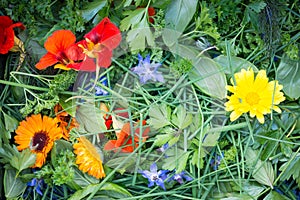 Mixed Edible Flowers and Herbs photo