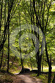 Mixed European forest in Bedkowska Valley of Bentkowka Creek near Cracow in Lesser Poland