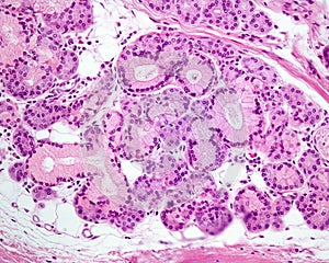 Mixed exocrine gland