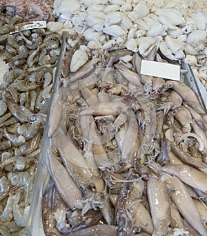 Mixed fish counter. Various molluscs