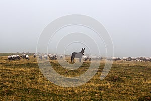 The mixed flock of sheep, donkey and goats grazing in the mist at early morning