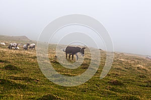 The mixed flock of sheep, donkey and goats grazing in the mist at early morning
