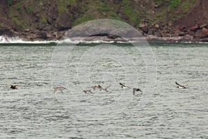 Mixed flock of Uria and Tufted puffin are flying with fish in its beak.