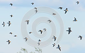 Mixed flock of waders in spring flight photo