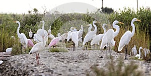 The mixed flock of white egrets and ibises photo
