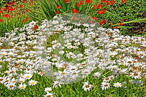 mixed flower Summer garden with Shasta daisy and montbretia flowers