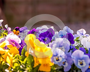 Mixed flowers in bloom various colours