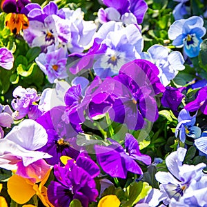 Mixed flowers in bloom, yellows, whites, purples, blues, pansies full frame flowers