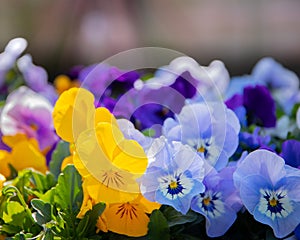 Mixed flowers in bloom, yellows, whites, purples, blues, pansies lighter background