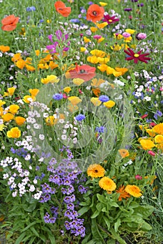 Mixed flowers in colorful meadow with wild flowers and poppy flowers. photo