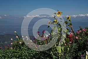 Mixed flowers with a hilltop view.
