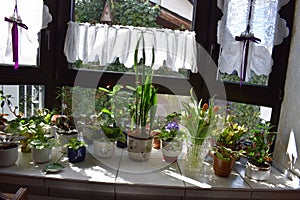 mixed flowers at a window in spring