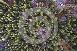 Mixed forest from aerial view. Bark beetle attacking the forest