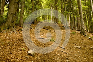 Tourist path in the forest in national park Mala Fatra, Slovakia