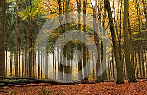 Mixed forest in autumn