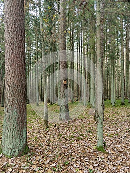 Mixed forest in autumn. Tree trunks and dry leaves. Forest landscape. Birdhouse in a forest