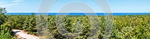 Mixed forest on the background of the sea. Panorama, landscape