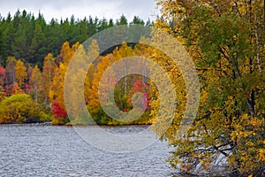 Mixed forest with colorful foliage by the lake. Autumn landscape, Republic of Karelia, Russia