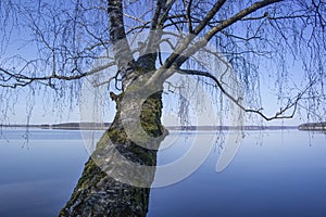 Mixed forest by the lake in early spring. The beginning of spring in the northern countries