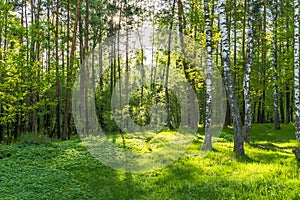 Mixed forest landscape in spring season with sun light on the grass