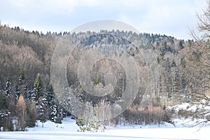 Mixed forest in the mountains in winter