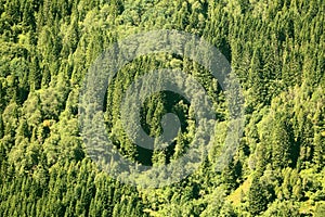 Mixed forest in Sogn og Fjordane, Norway