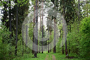 Mixed forest, spruce, pine, deciduous trees. Forest road. Green grass and leaves. The sky