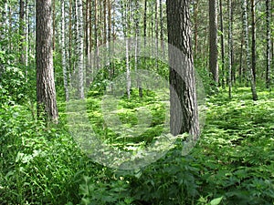 Mixed forest. Summer landscape