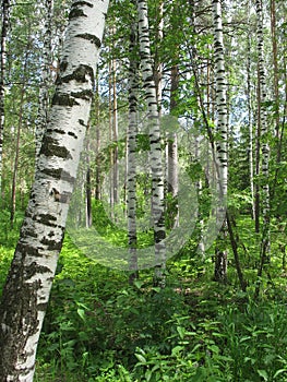 Mixed forest. Summer landscape