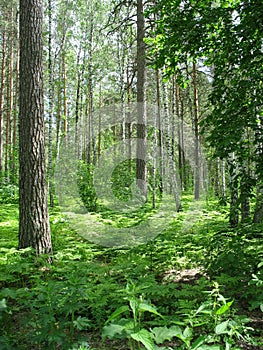 Mixed forest. Summer landscape