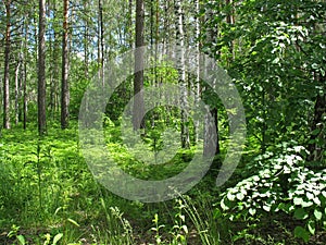 Mixed forest. Summer landscape