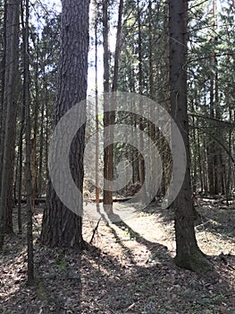 A mixed forest at summer sunny day, beautiful landscape