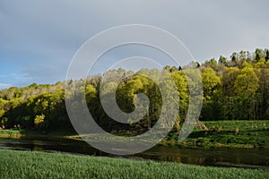 Mixed forest in summer at sunset on warm evening. River, clearing and beautiful dense forest are illuminated by sunlight.