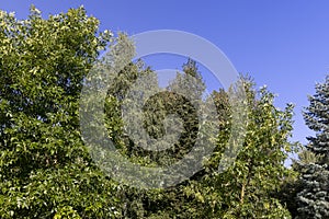 mixed forest with trees of different species in the summer season