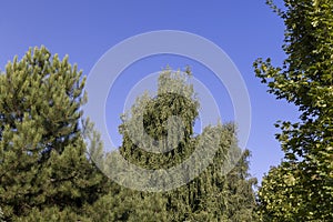 mixed forest with trees of different species in the summer season