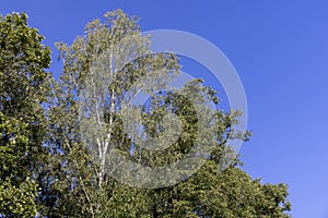 mixed forest with trees of different species in the summer season